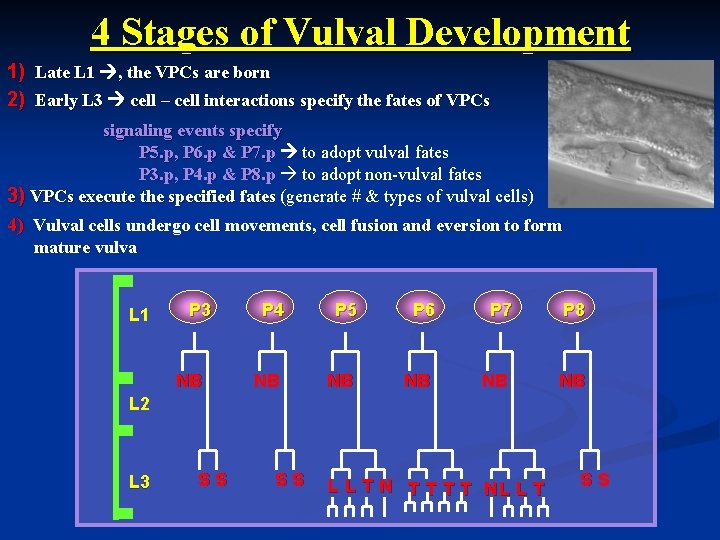 4 Stages of Vulval Development 1) Late L 1 , the VPCs are born