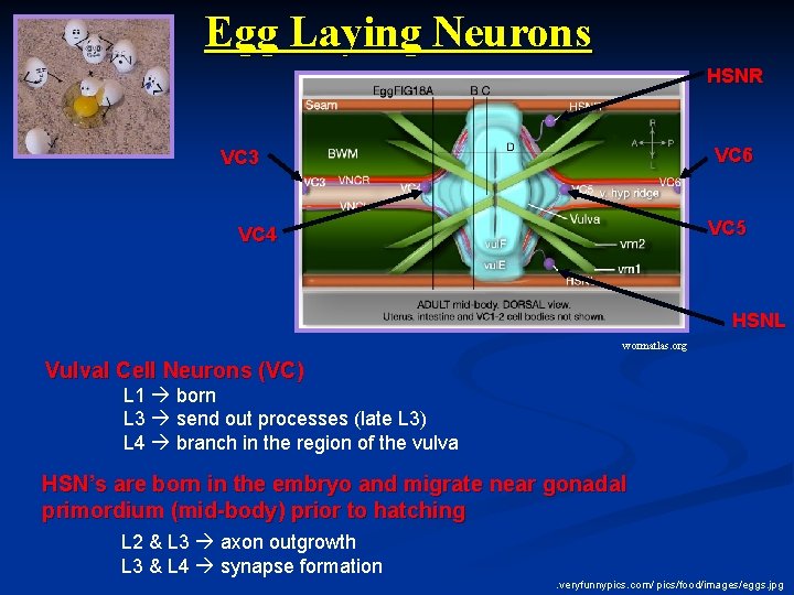 Egg Laying Neurons HSNR VC 6 VC 3 VC 5 VC 4 HSNL wormatlas.