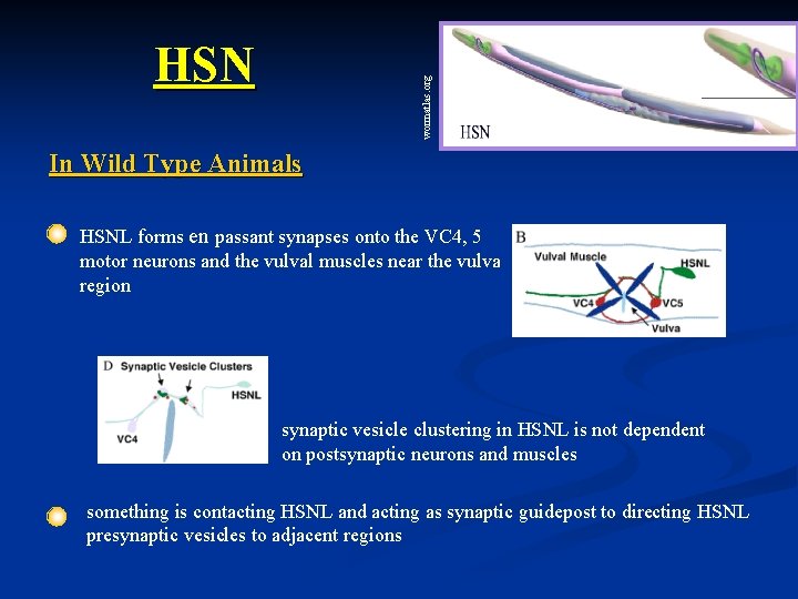 wormatlas. org HSN In Wild Type Animals HSNL forms en passant synapses onto the