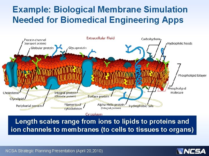 Example: Biological Membrane Simulation Needed for Biomedical Engineering Apps Length scales range from ions