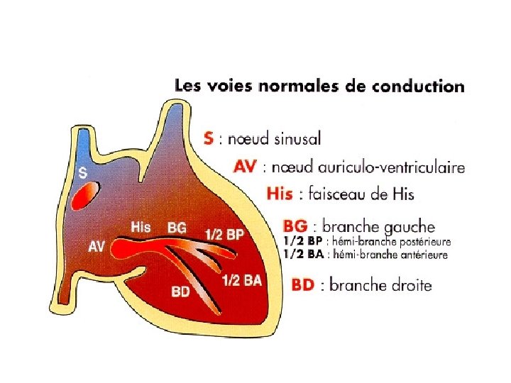 Les troubles du rythme cardiaques : Schéma 1 