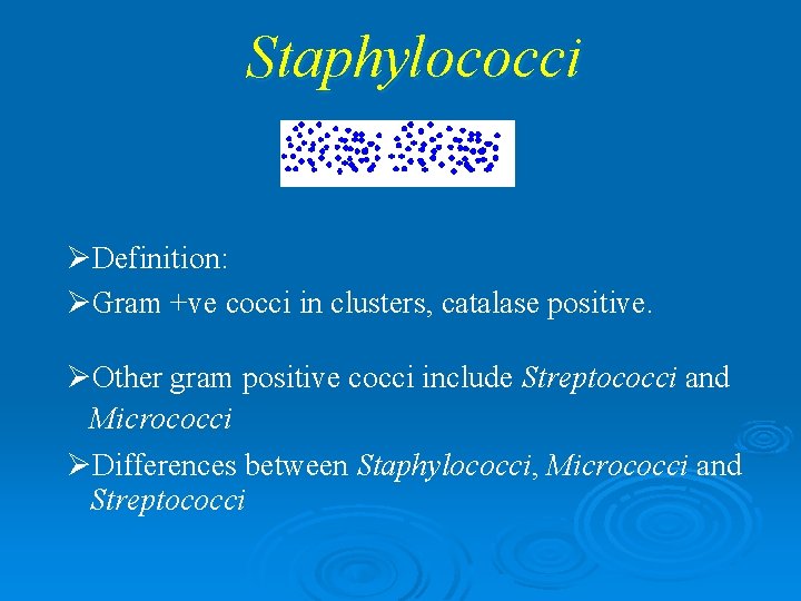 Staphylococci ØDefinition: ØGram +ve cocci in clusters, catalase positive. ØOther gram positive cocci include