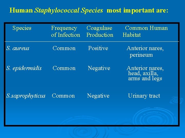 Human Staphylococcal Species most important are: Species Frequency of Infection Coagulase Production Common Human