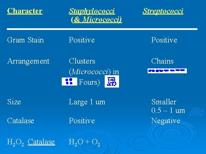 Character Staphylococci (& Micrococci) Streptococci Gram Stain Positive Arrangement Clusters (Micrococci) in Fours) Chains