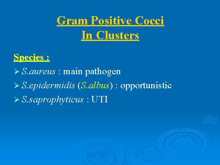 Gram Positive Cocci In Clusters Species : Ø S. aureus : main pathogen Ø