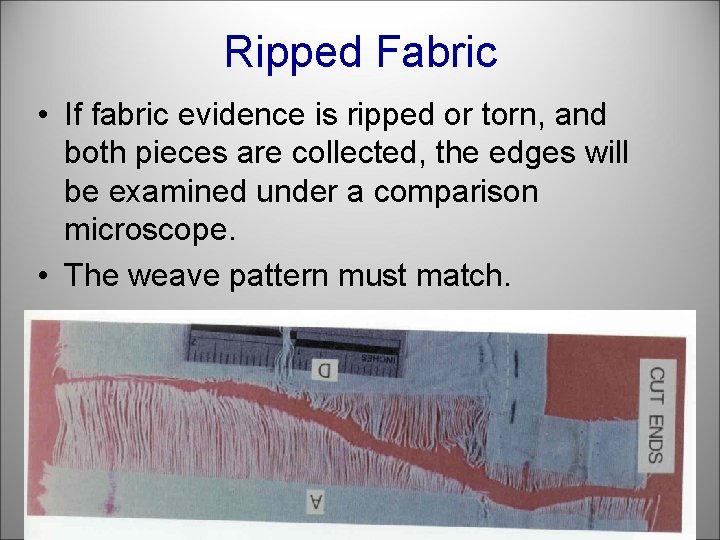 Ripped Fabric • If fabric evidence is ripped or torn, and both pieces are