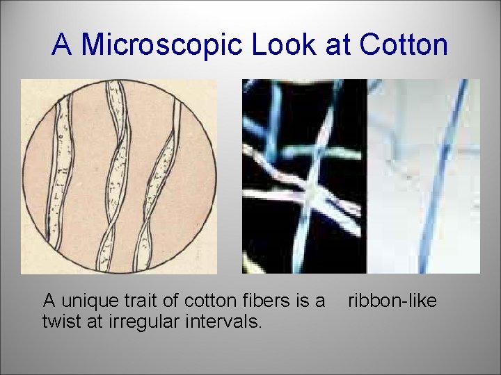 A Microscopic Look at Cotton A unique trait of cotton fibers is a twist