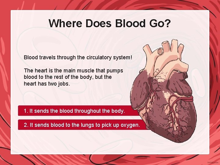 Where Does Blood Go? Blood travels through the circulatory system! The heart is the