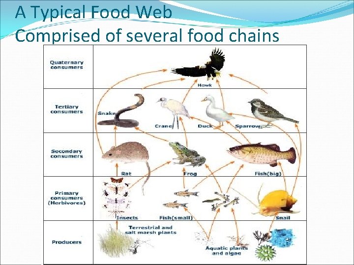 A Typical Food Web Comprised of several food chains 