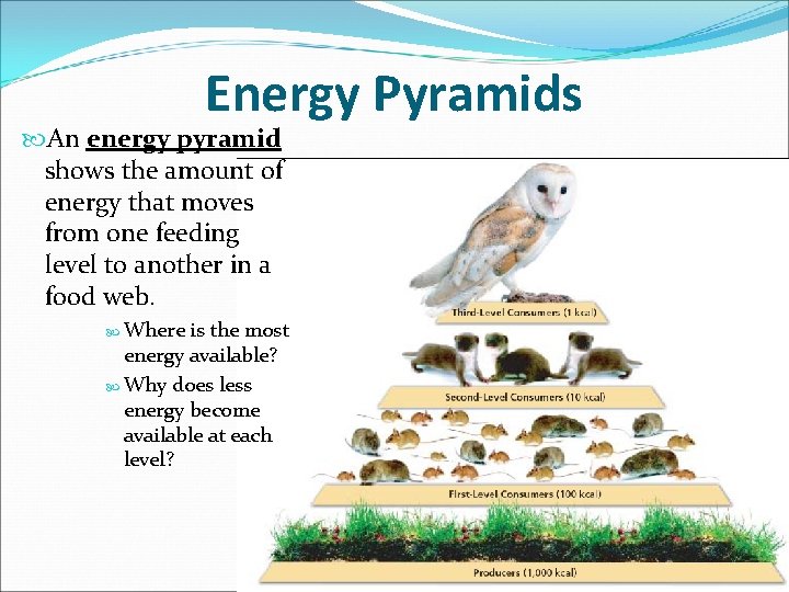 Energy Pyramids An energy pyramid shows the amount of energy that moves from one