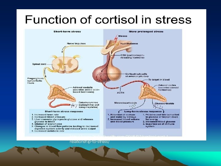 http: //www. 2 ndacthealth. com/2015/07/cortisol-part-1 relationship-to-stress/ 