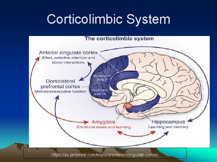 Corticolimbic System https: //au. pinterest. com/explore/anterior-cingulate-cortex/ 