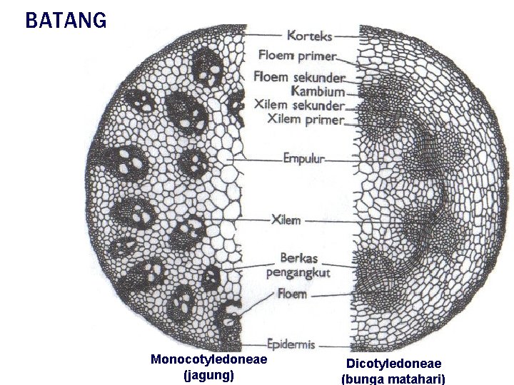 BATANG Monocotyledoneae (jagung) Dicotyledoneae (bunga matahari) 