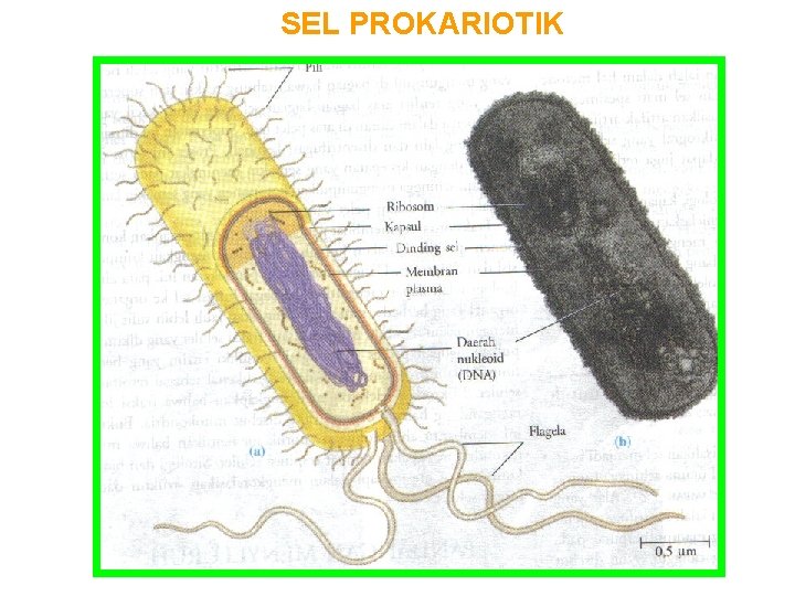 SEL PROKARIOTIK 