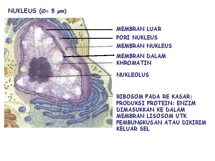 NUKLEUS ( = 5 µm) MEMBRAN LUAR PORI NUKLEUS MEMBRAN DALAM KHROMATIN NUKLEOLUS RIBOSOM