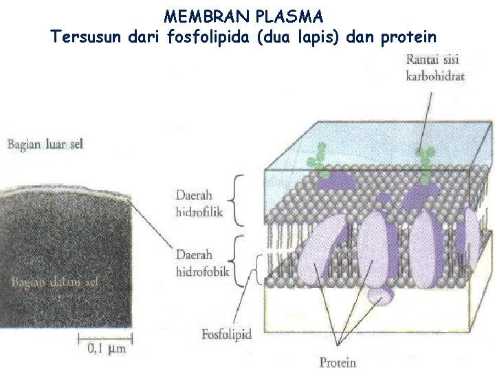 MEMBRAN PLASMA Tersusun dari fosfolipida (dua lapis) dan protein 