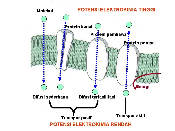 POTENSI ELEKTROKIMIA TINGGI Molekul Protein kanal Protein pembawa Protein pompa Energi Difusi sederhana Difusi