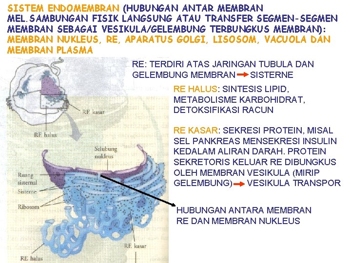 SISTEM ENDOMEMBRAN (HUBUNGAN ANTAR MEMBRAN MEL. SAMBUNGAN FISIK LANGSUNG ATAU TRANSFER SEGMEN-SEGMEN MEMBRAN SEBAGAI