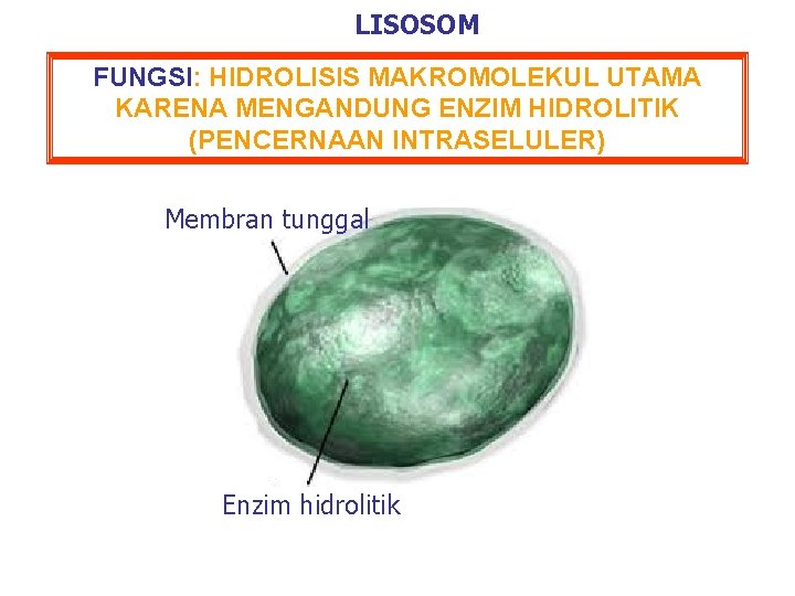 LISOSOM FUNGSI: HIDROLISIS MAKROMOLEKUL UTAMA KARENA MENGANDUNG ENZIM HIDROLITIK (PENCERNAAN INTRASELULER) Membran tunggal Enzim