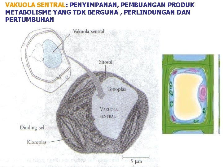 VAKUOLA SENTRAL: PENYIMPANAN, PEMBUANGAN PRODUK METABOLISME YANG TDK BERGUNA , PERLINDUNGAN DAN PERTUMBUHAN 