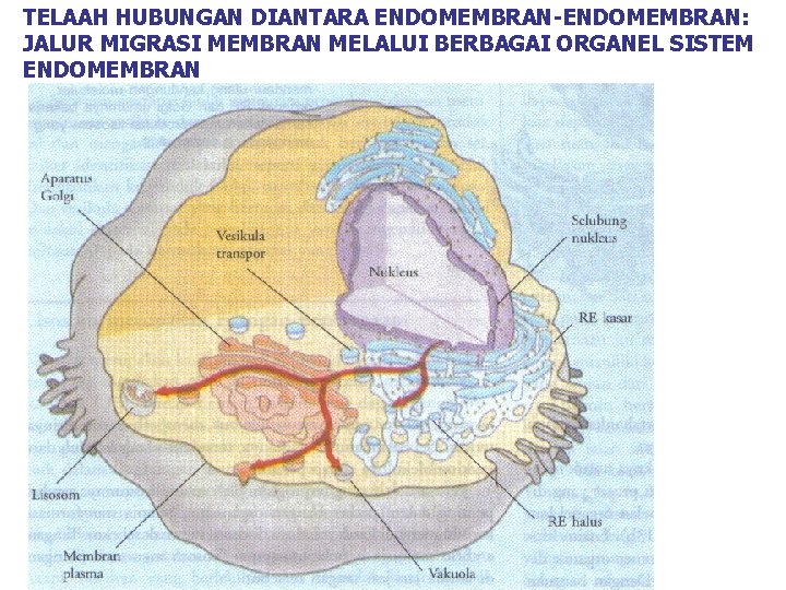 TELAAH HUBUNGAN DIANTARA ENDOMEMBRAN-ENDOMEMBRAN: JALUR MIGRASI MEMBRAN MELALUI BERBAGAI ORGANEL SISTEM ENDOMEMBRAN 