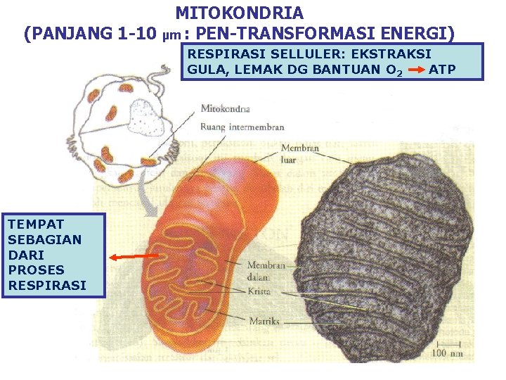 MITOKONDRIA (PANJANG 1 -10 µm : PEN-TRANSFORMASI ENERGI) RESPIRASI SELLULER: EKSTRAKSI GULA, LEMAK DG