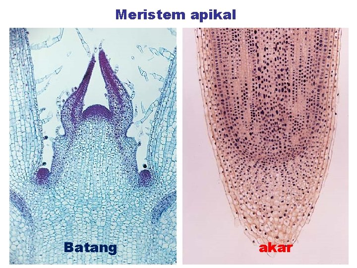 Meristem apikal Batang akar 