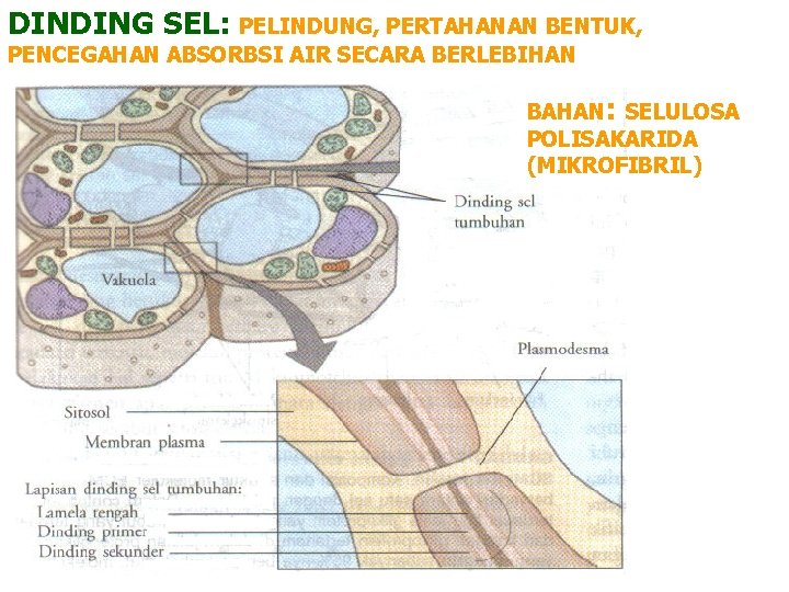 DINDING SEL: PELINDUNG, PERTAHANAN BENTUK, PENCEGAHAN ABSORBSI AIR SECARA BERLEBIHAN BAHAN: SELULOSA POLISAKARIDA (MIKROFIBRIL)