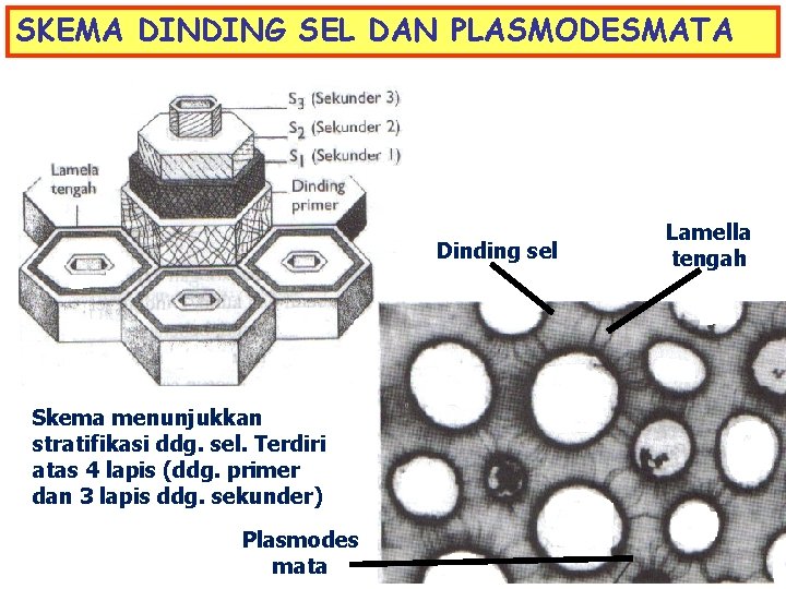 SKEMA DINDING SEL DAN PLASMODESMATA Dinding sel Skema menunjukkan stratifikasi ddg. sel. Terdiri atas