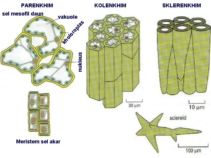 PARENKHIM vakuole nukleus kh ol o ro pl as sel mesofil daun KOLENKHIM Meristem