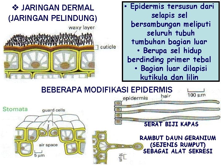 v JARINGAN DERMAL (JARINGAN PELINDUNG) • Epidermis tersusun dari selapis sel bersambungan meliputi seluruh