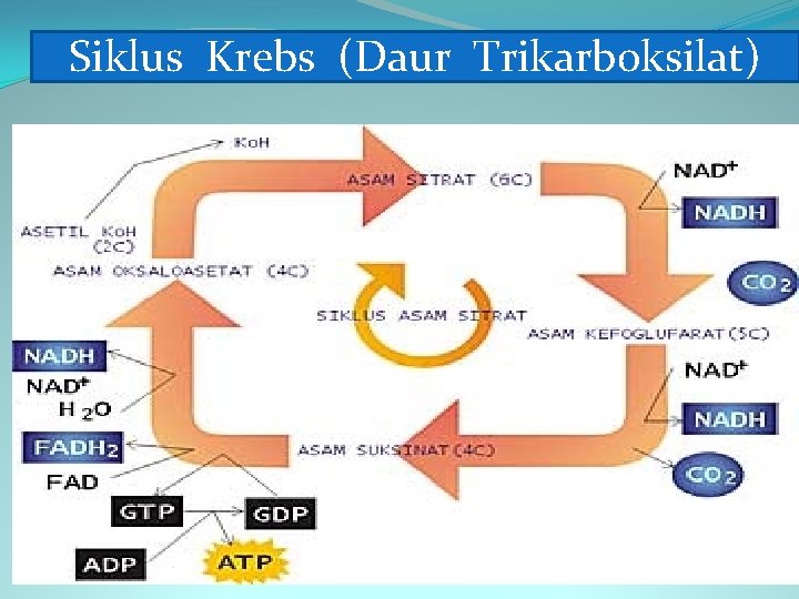 Siklus Krebs (Daur Trikarboksilat) 