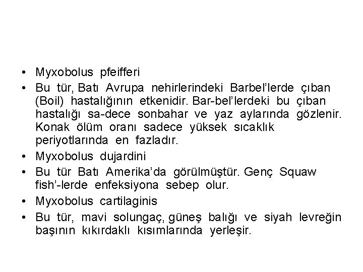  • Myxobolus pfeifferi • Bu tür, Batı Avrupa nehirlerindeki Barbel’lerde çıban (Boil) hastalığının