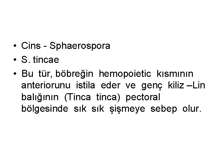  • Cins - Sphaerospora • S. tincae • Bu tür, böbreğin hemopoietic kısmının