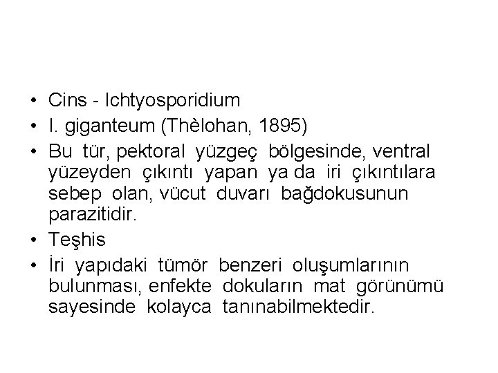  • Cins - Ichtyosporidium • I. giganteum (Thèlohan, 1895) • Bu tür, pektoral