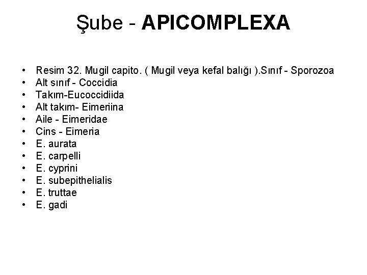 Şube - APICOMPLEXA • • • Resim 32. Mugil capito. ( Mugil veya kefal