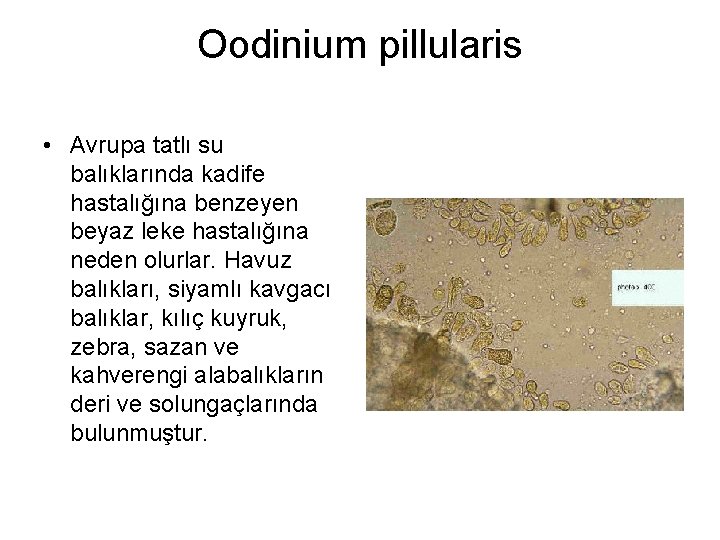 Oodinium pillularis • Avrupa tatlı su balıklarında kadife hastalığına benzeyen beyaz leke hastalığına neden