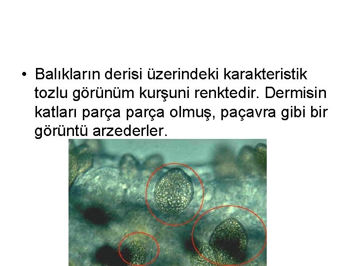  • Balıkların derisi üzerindeki karakteristik tozlu görünüm kurşuni renktedir. Dermisin katları parça olmuş,
