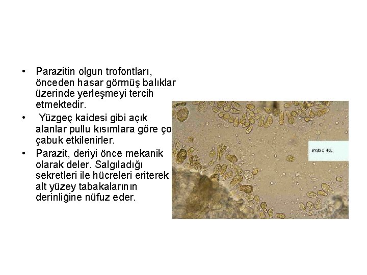  • Parazitin olgun trofontları, önceden hasar görmüş balıklar üzerinde yerleşmeyi tercih etmektedir. •