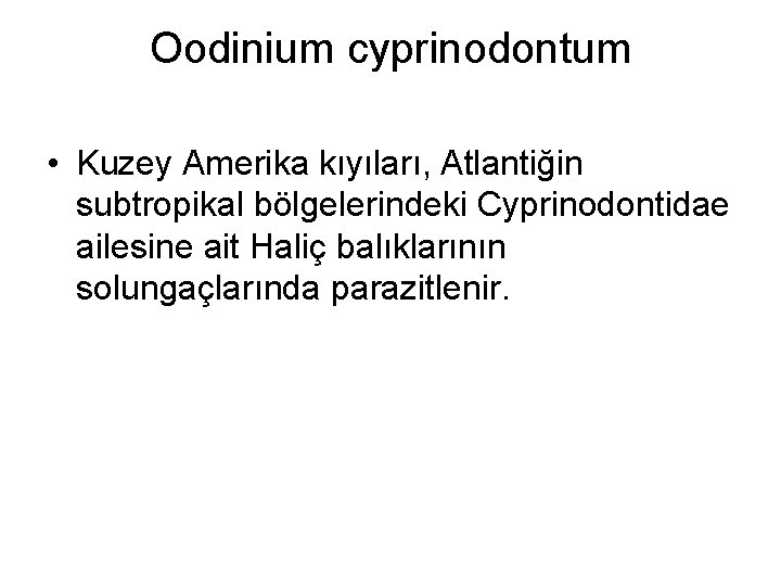 Oodinium cyprinodontum • Kuzey Amerika kıyıları, Atlantiğin subtropikal bölgelerindeki Cyprinodontidae ailesine ait Haliç balıklarının