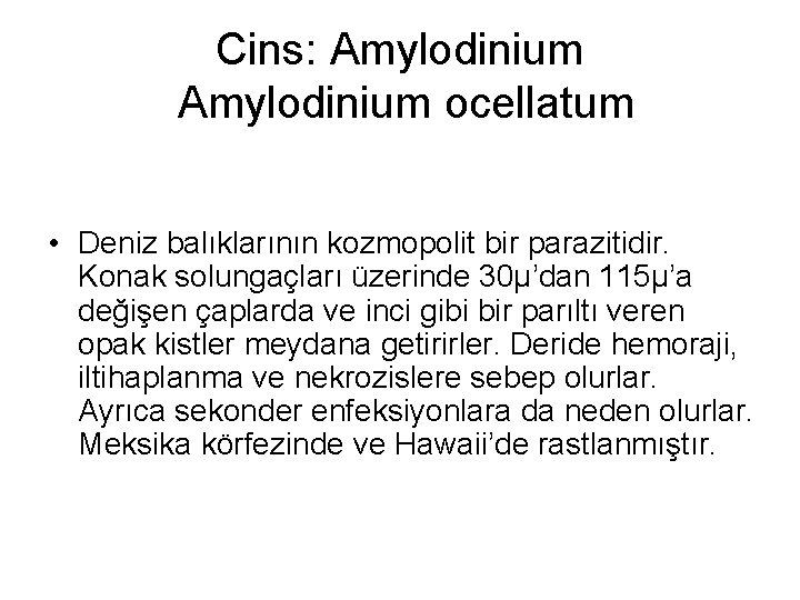 Cins: Amylodinium ocellatum • Deniz balıklarının kozmopolit bir parazitidir. Konak solungaçları üzerinde 30µ’dan 115µ’a