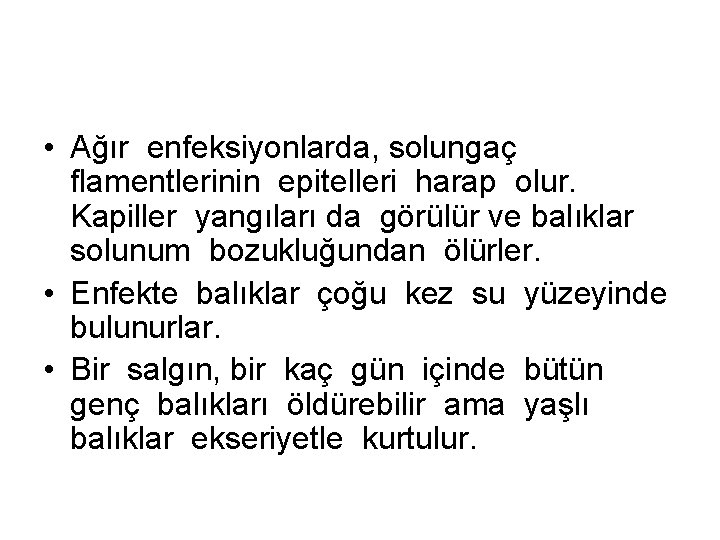  • Ağır enfeksiyonlarda, solungaç flamentlerinin epitelleri harap olur. Kapiller yangıları da görülür ve