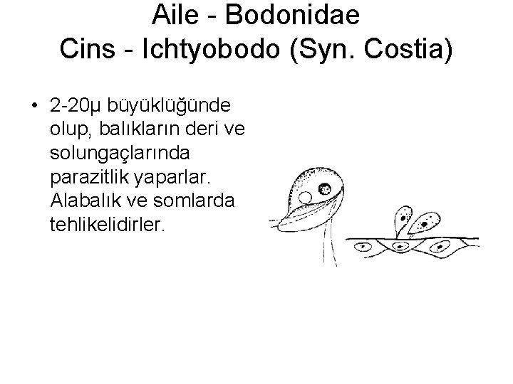 Aile - Bodonidae Cins - Ichtyobodo (Syn. Costia) • 2 -20µ büyüklüğünde olup, balıkların
