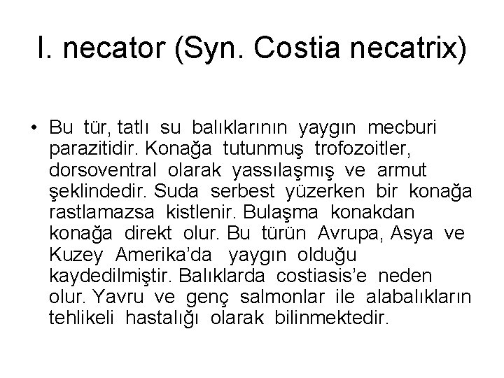I. necator (Syn. Costia necatrix) • Bu tür, tatlı su balıklarının yaygın mecburi parazitidir.