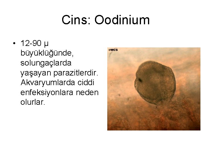 Cins: Oodinium • 12 -90 µ büyüklüğünde, solungaçlarda yaşayan parazitlerdir. Akvaryumlarda ciddi enfeksiyonlara neden