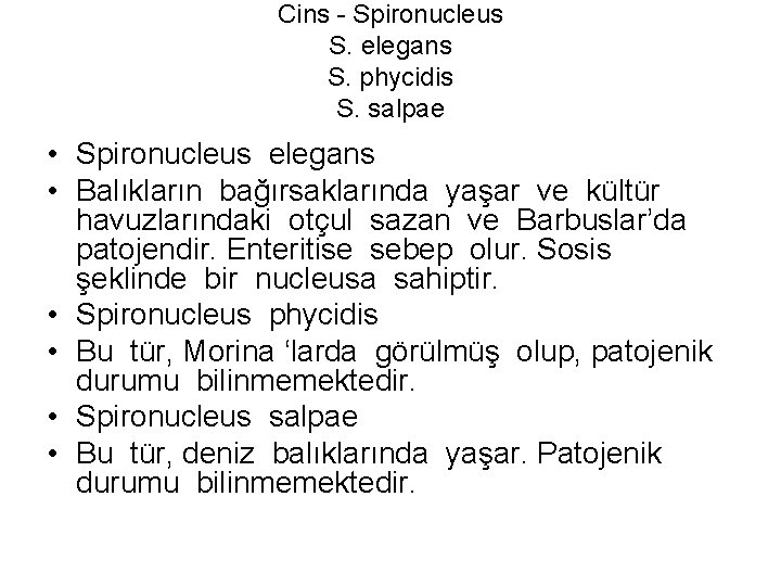 Cins - Spironucleus S. elegans S. phycidis S. salpae • Spironucleus elegans • Balıkların
