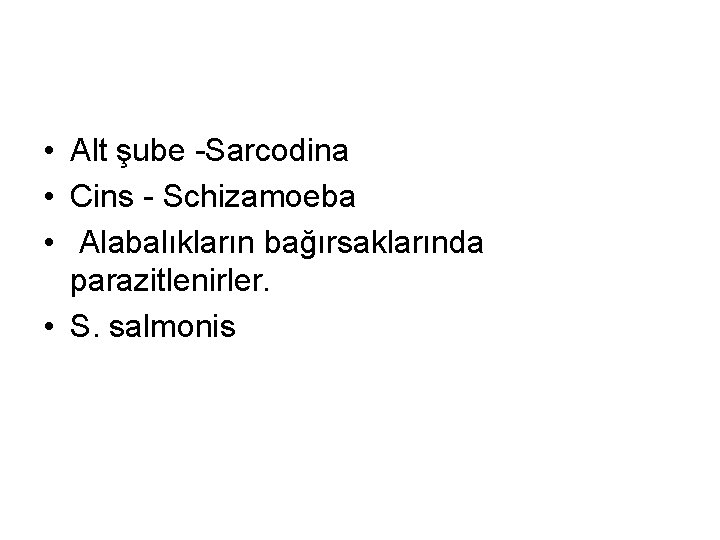  • Alt şube -Sarcodina • Cins - Schizamoeba • Alabalıkların bağırsaklarında parazitlenirler. •