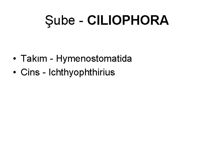Şube - CILIOPHORA • Takım - Hymenostomatida • Cins - Ichthyophthirius 