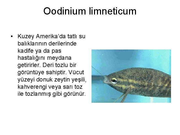 Oodinium limneticum • Kuzey Amerika’da tatlı su balıklarının derilerinde kadife ya da pas hastalığını