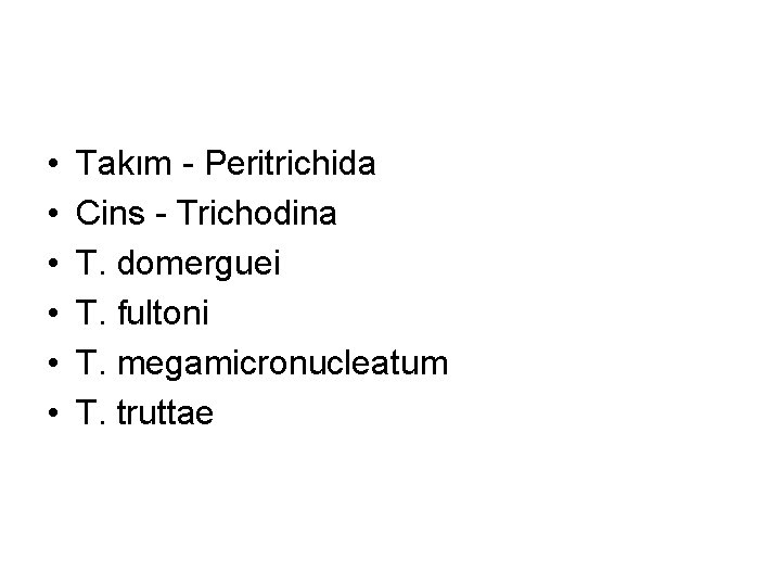  • • • Takım - Peritrichida Cins - Trichodina T. domerguei T. fultoni